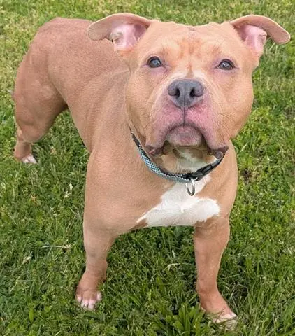 Jaxson