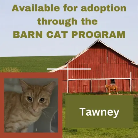 Tawney