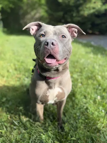 Belle