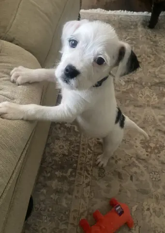 Snoopy