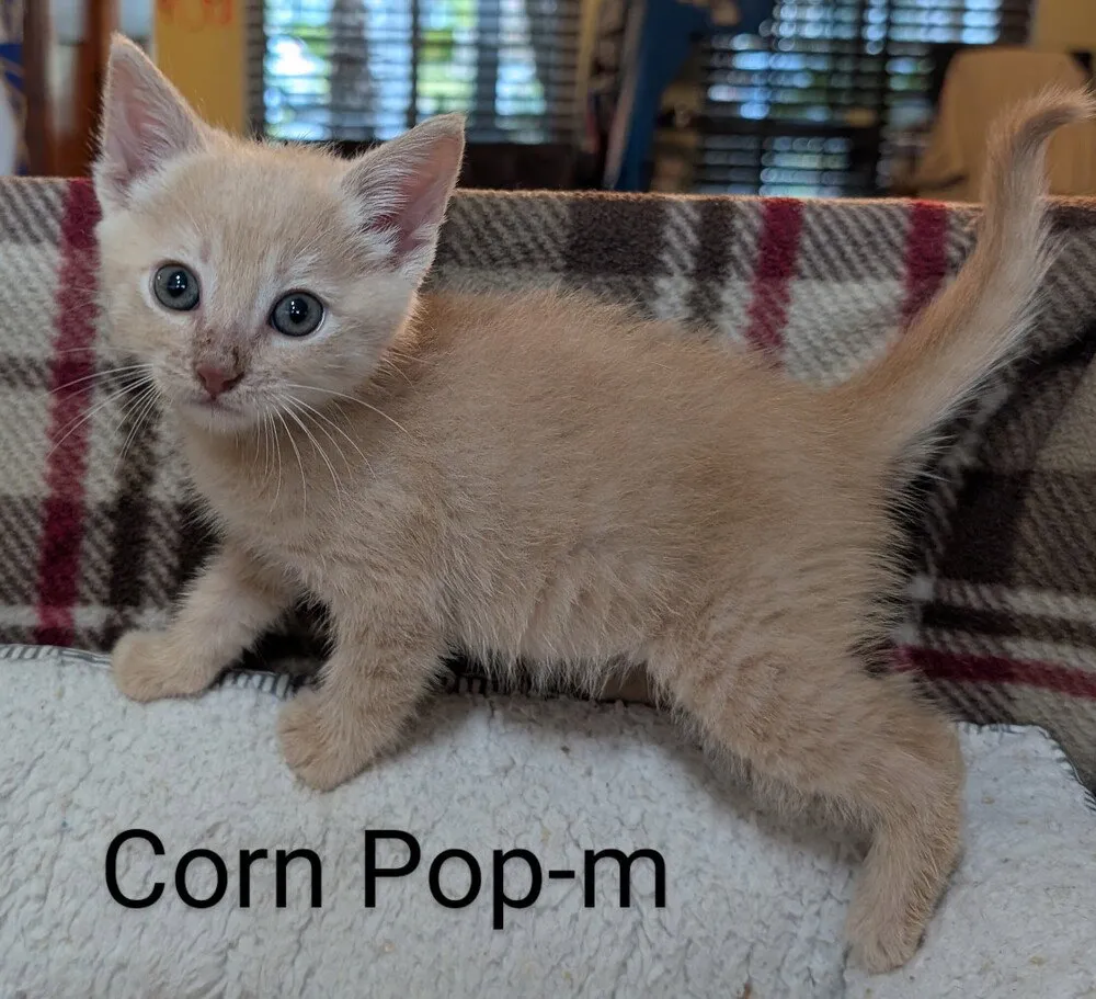 Corn Pop - Photo 1