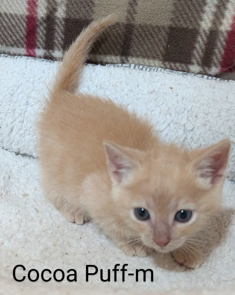 Cocoa Puff - Photo 1