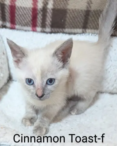 Cinnamon Toast