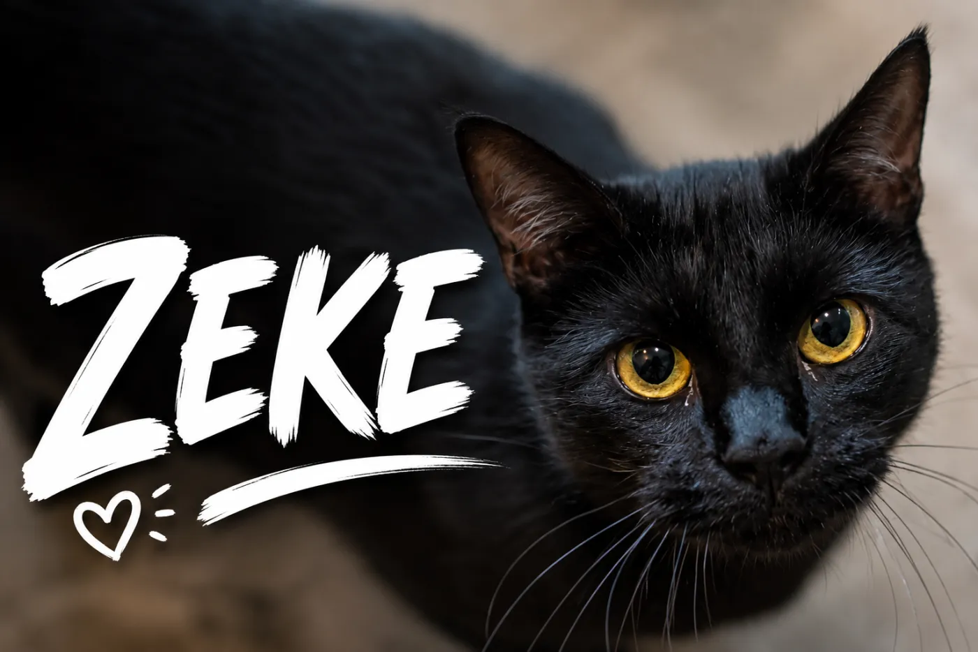 Zeke - Photo 1