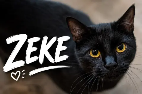 Zeke