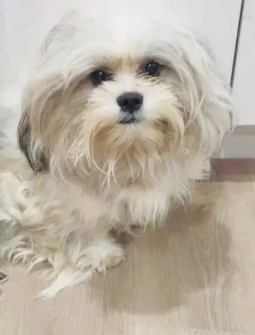 Gio