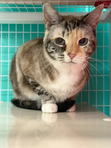 Clara
