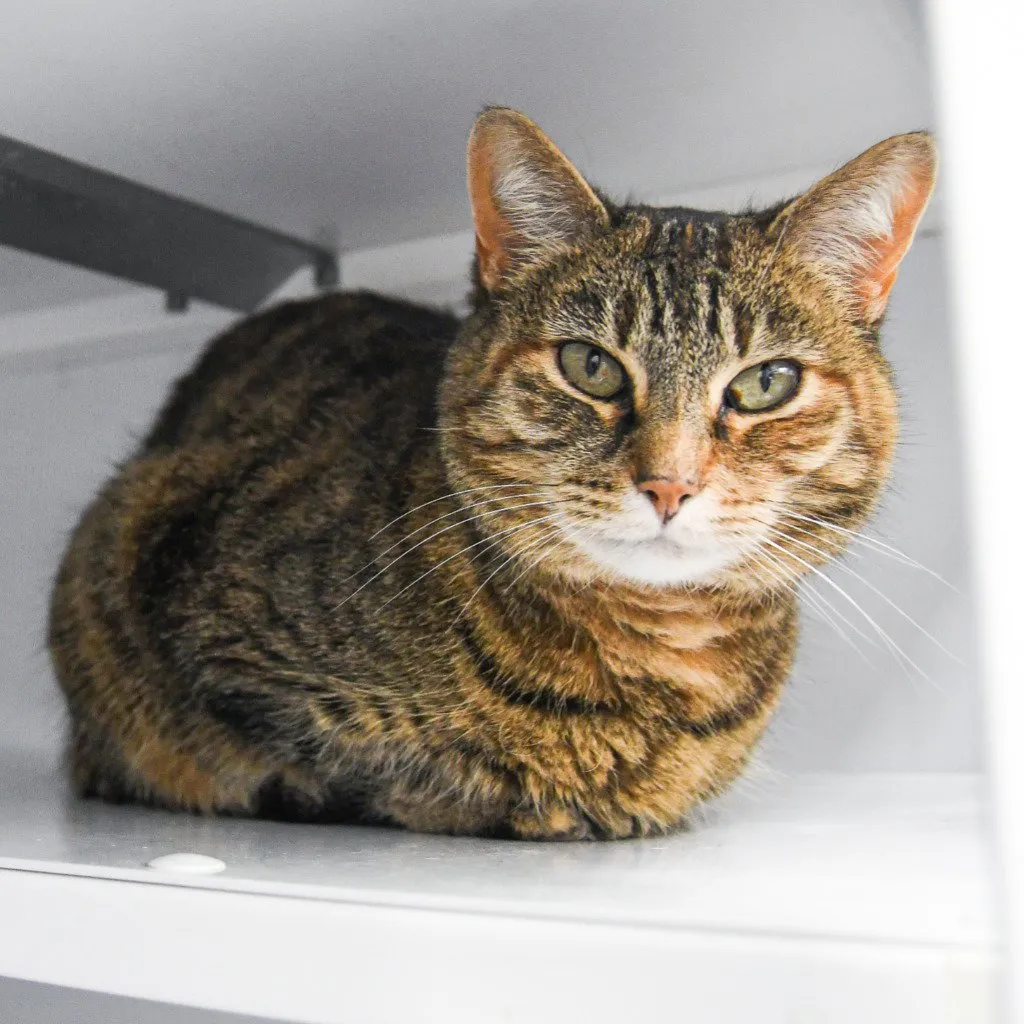 Tabitha - Photo 1