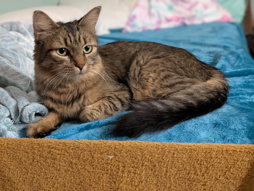 Rhea - Photo 1