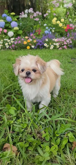 Daisy - Photo 1