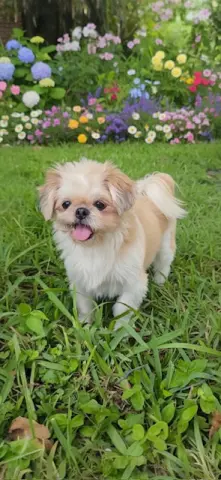 Daisy
