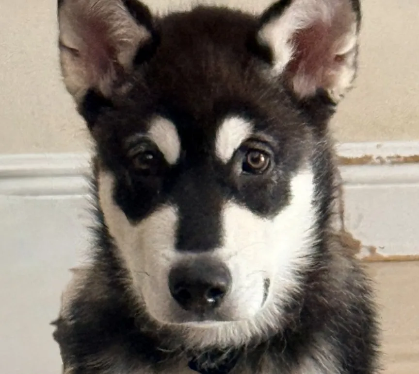 Koda - Photo 1