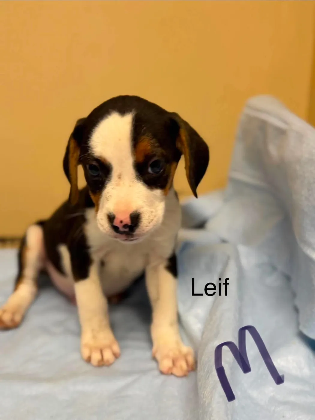 Leif - Photo 1