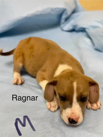 Ragnar