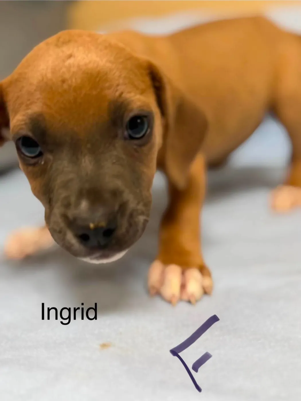 Ingrid - Photo 1