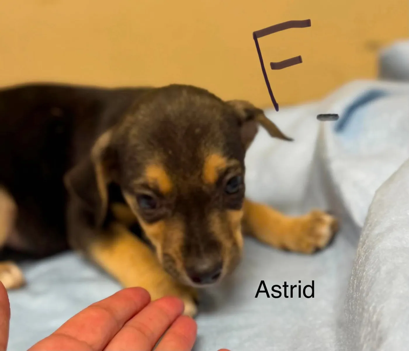Astrid - Photo 1