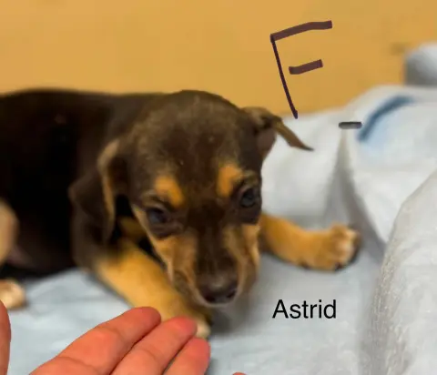 Astrid