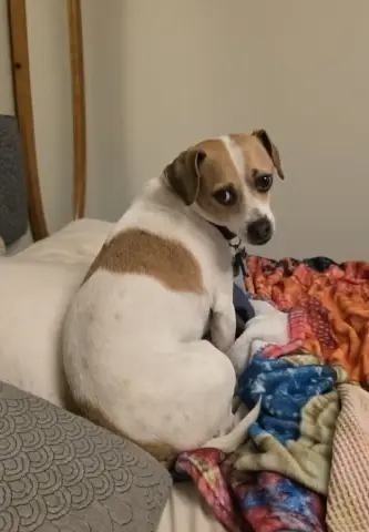 Barkley