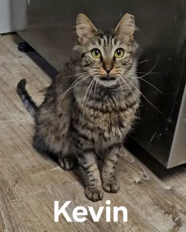 Kevin