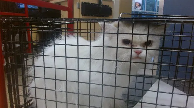 Fifi - Photo 1
