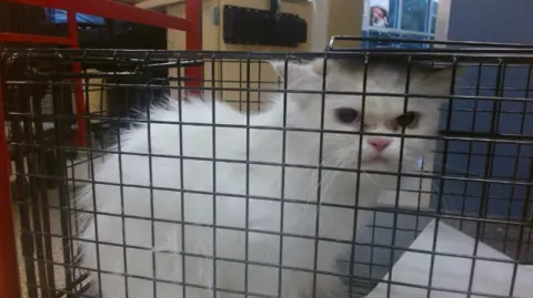 Fifi