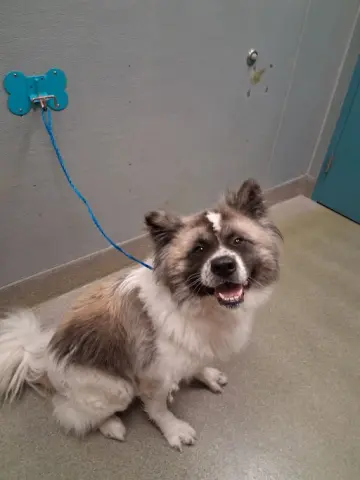 Oso