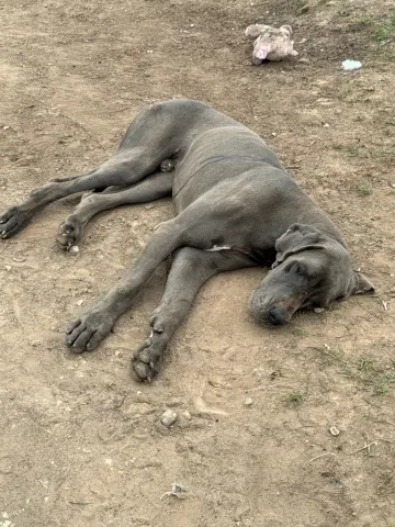 Zeus