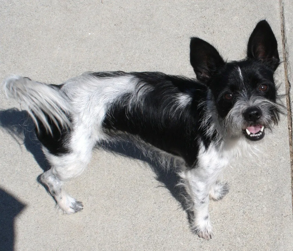 Milo - Photo 1