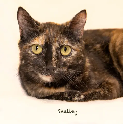 Shelley
