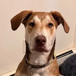 Odin