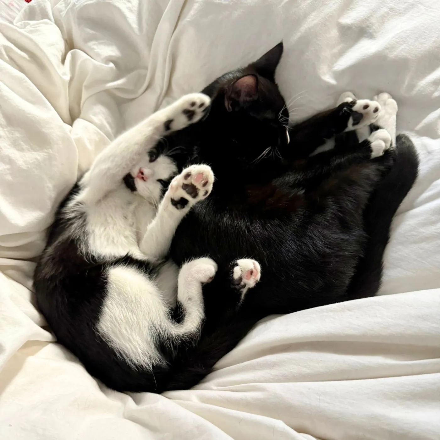 Echo and Symphony - Photo 2