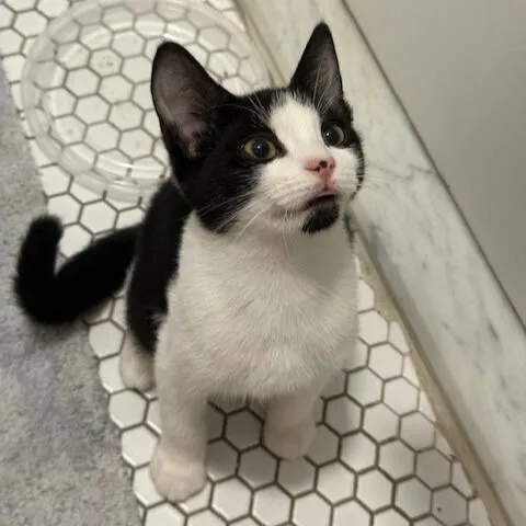 Echo and Symphony - Photo 3