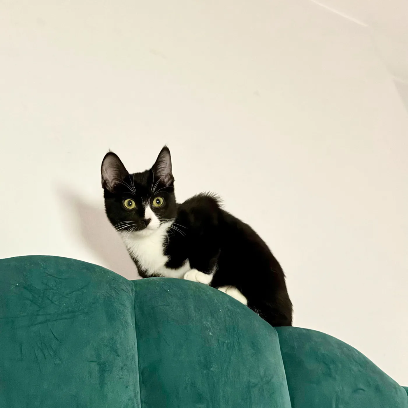 Echo and Symphony - Photo 4