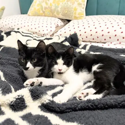 Echo and Symphony thumbnail 5