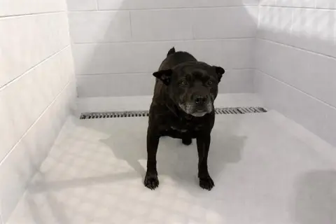 Darla
