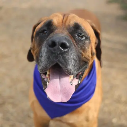 Roscoe