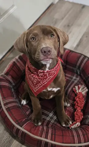 Timber