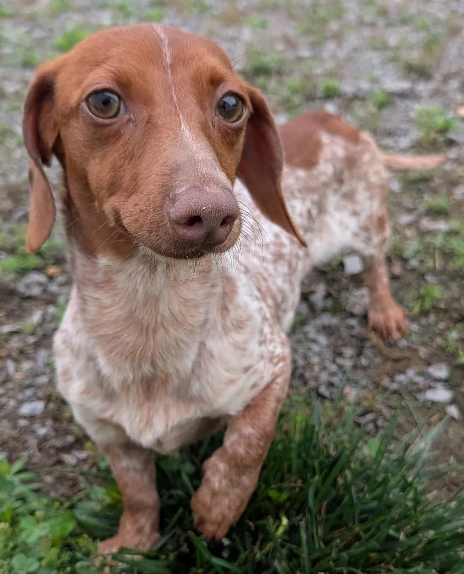 Hank - Photo 1