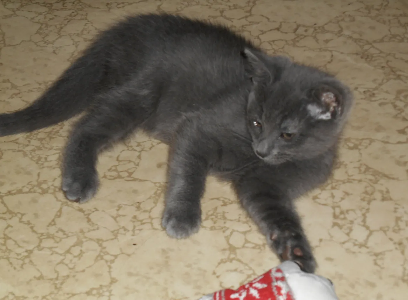 Snuggles - Photo 1