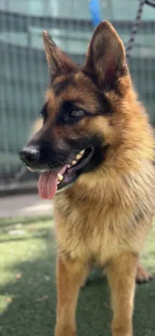 Heidi