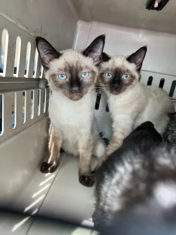 Porter and Pike