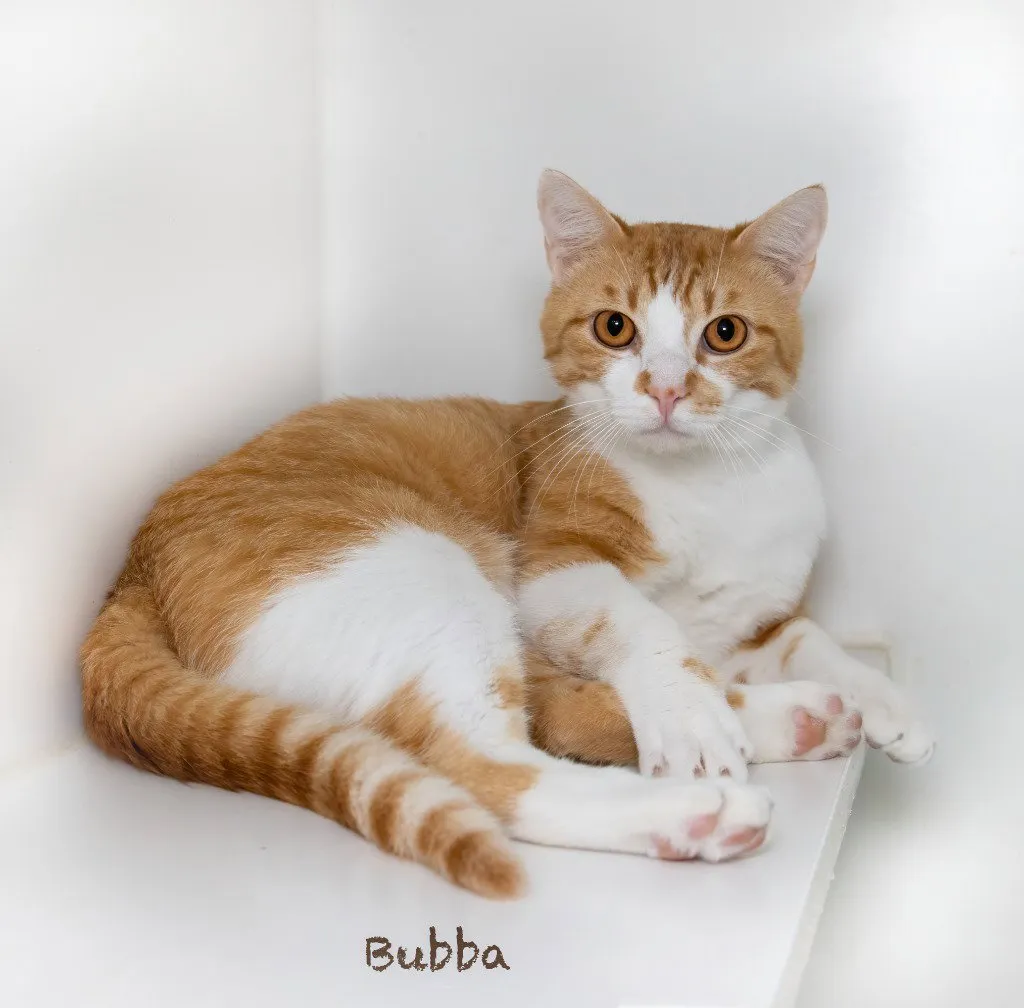 Bubba - Photo 1