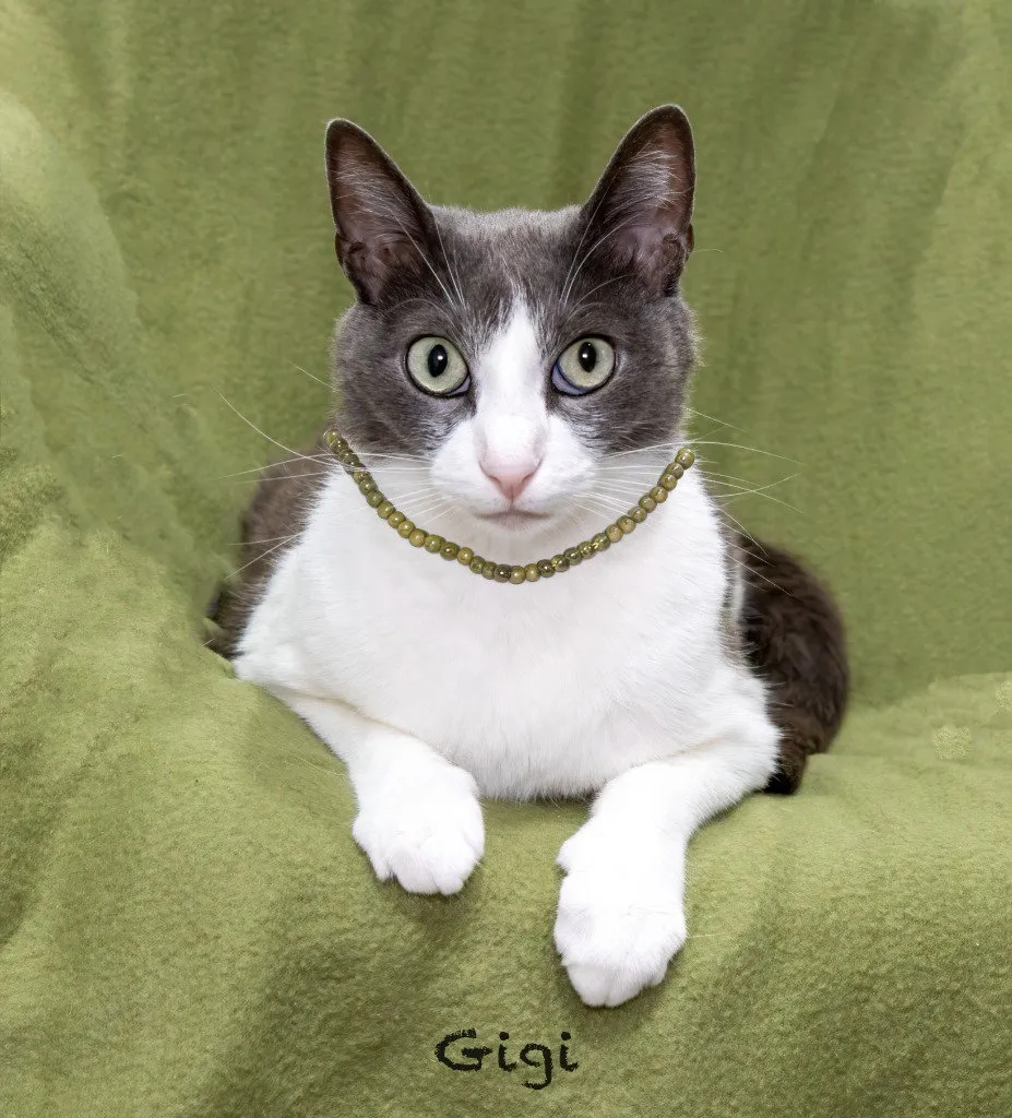 Gigi - Photo 1