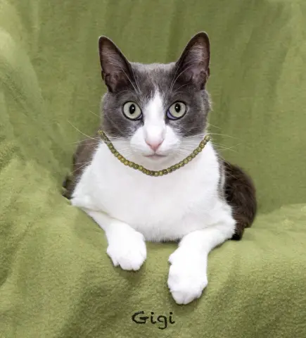 Gigi