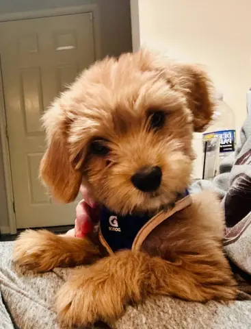 Brodi