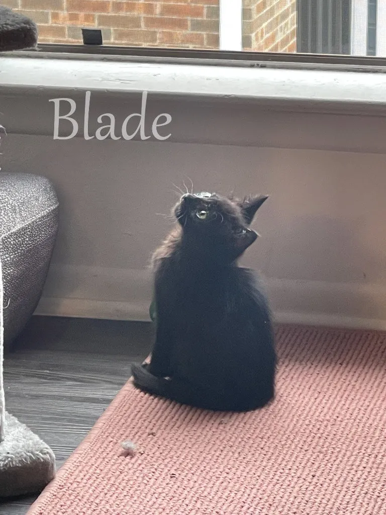 Blade - Photo 1