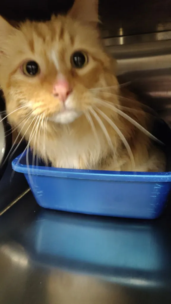 Little Cat - Photo 2