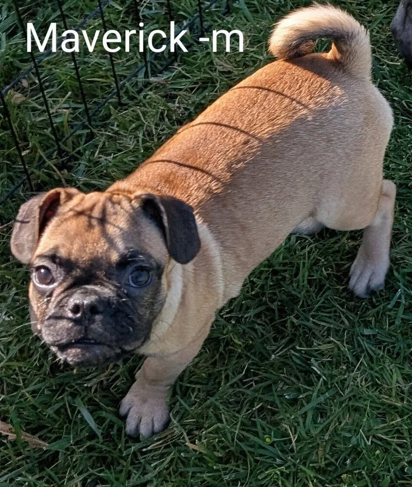 Maverick - Photo 1