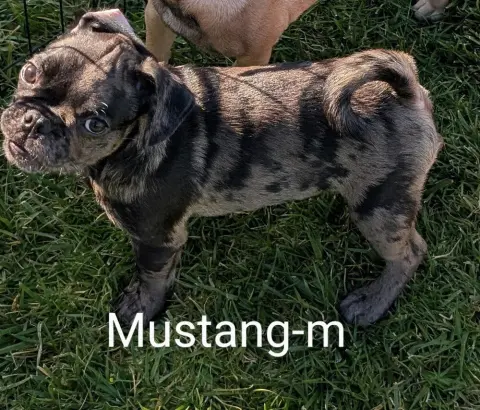 Mustang