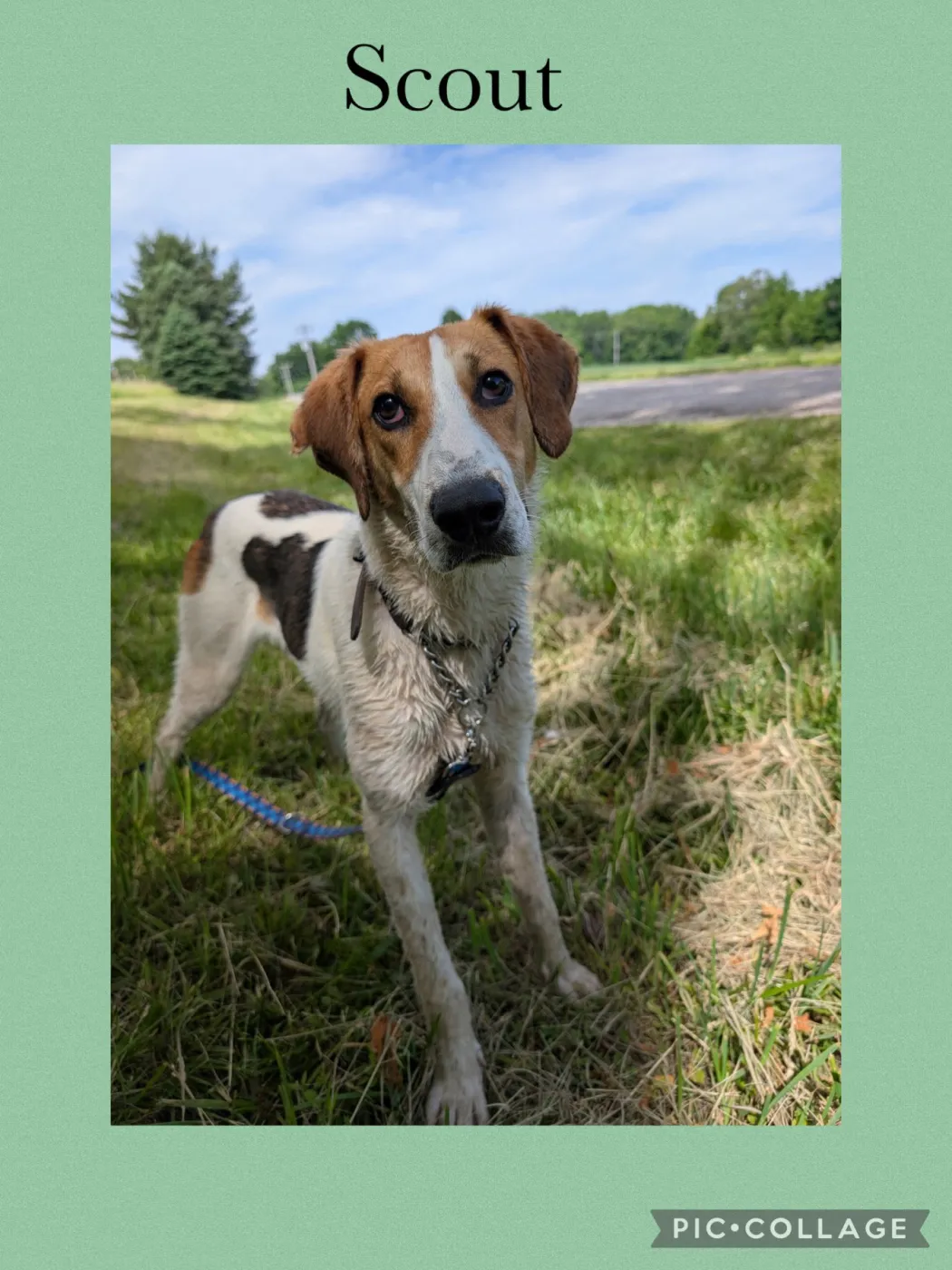 Scout - Photo 1